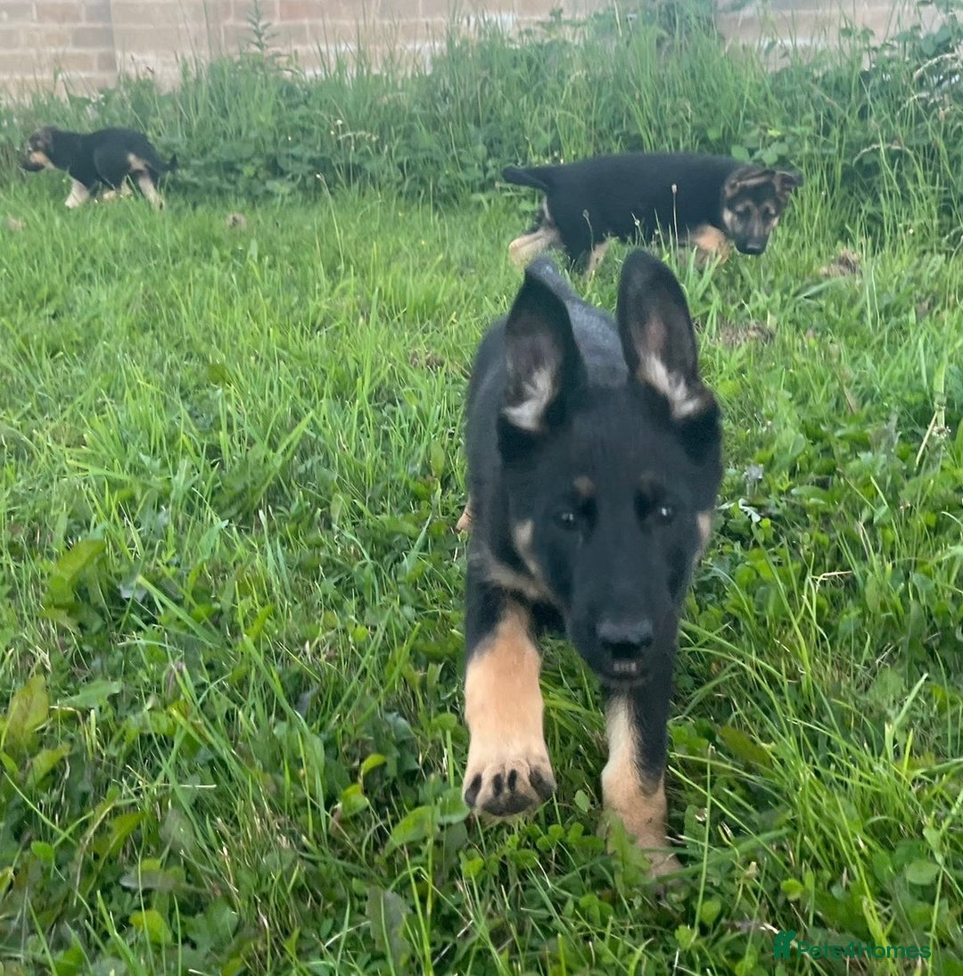 German Shepherd dogs for sale: 2 German Shepherd Bitches Ready Now - Image 27