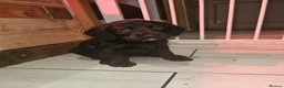 Mixed Breed dogs for sale: READY TO GO - 3 Beagador/miniature poodle puppies - Advert 22