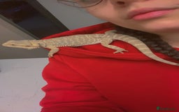 Bearded Dragon reptiles for sale: Bearded dragon  - Image 9