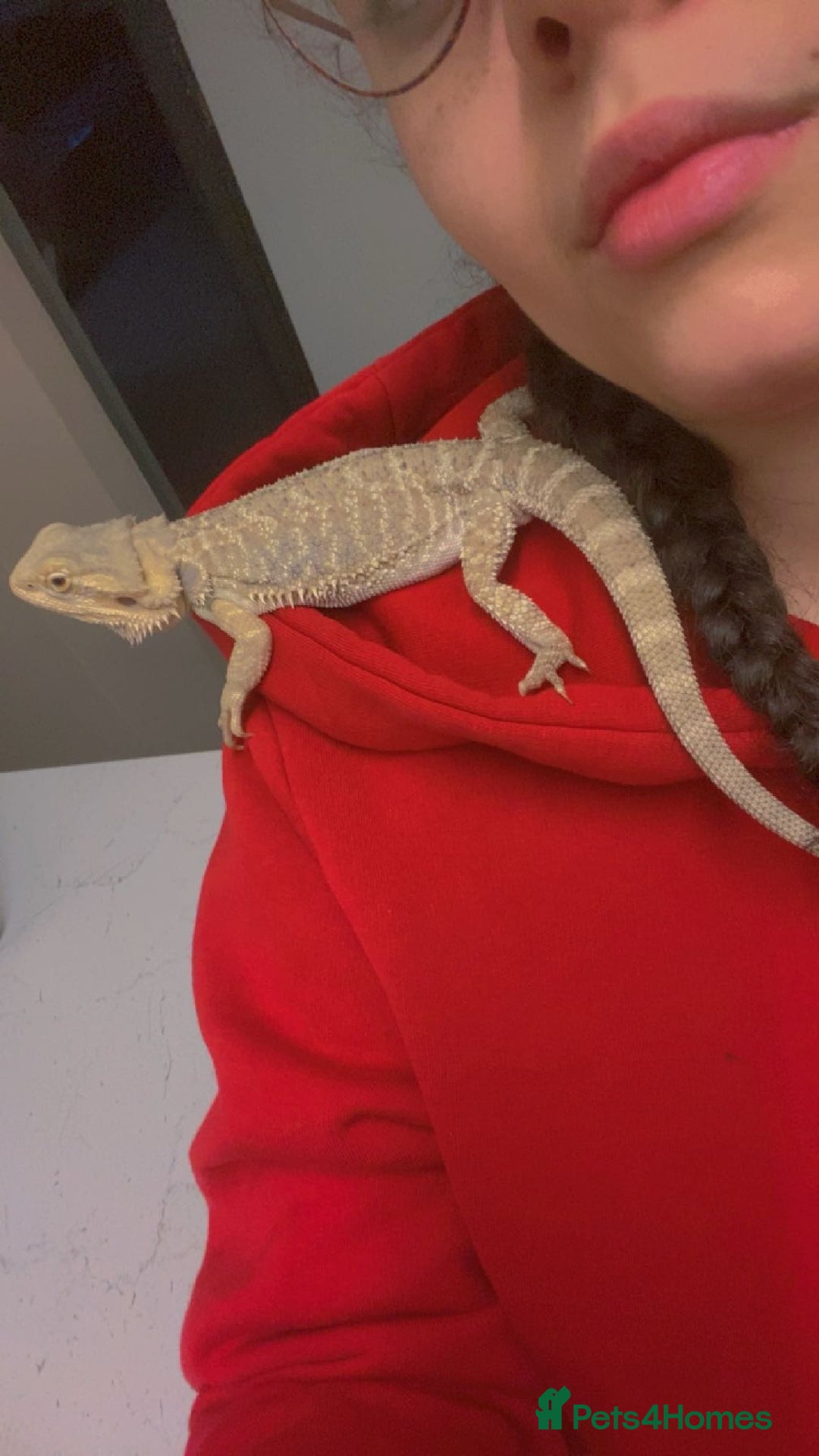 Bearded Dragon reptiles for sale: Bearded dragon  - Image 9