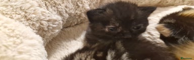Mixed Breed Kitten 6