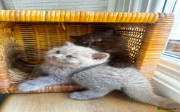 British Shorthair cats for sale: GCCF reg BS kittens true to type cinnamon  - Image 16