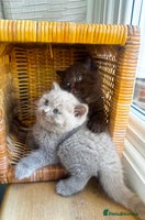 British Shorthair cats - Advert 9