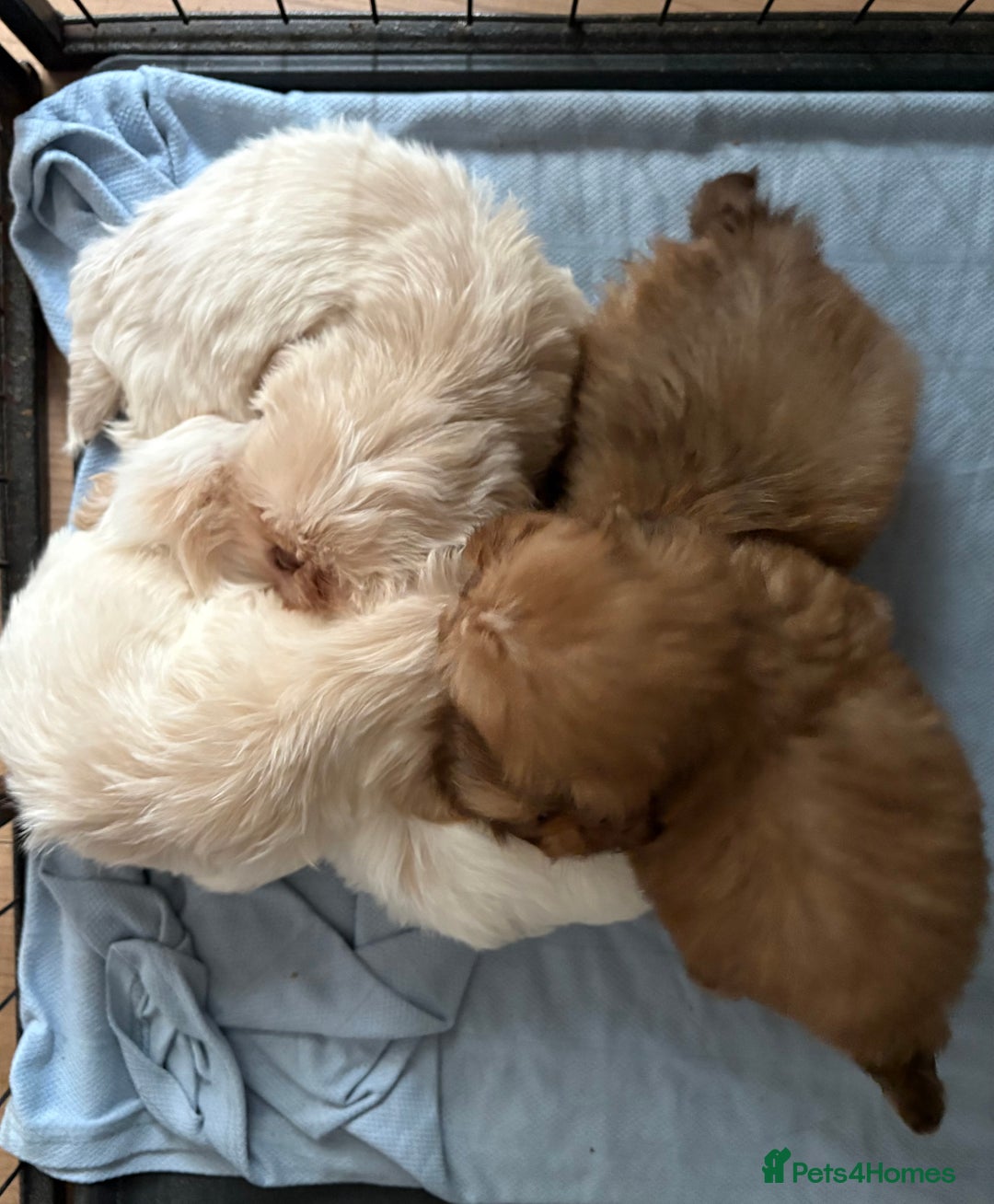 Shih Tzu dogs for sale: 3 male 2 female beautiful Shih tzu puppies - Advert 1