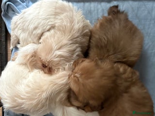 Shih Tzu dogs 3 male 2 female beautiful Shih tzu puppies - Advert 6