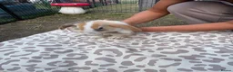 Mini Lop rabbits for sale: Mini lop in Halifax - Advert 13