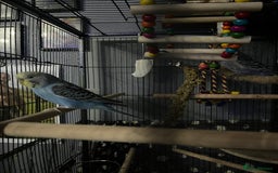 Budgerigars birds for sale: 2 male hand reared budgies with full set up - Image 7