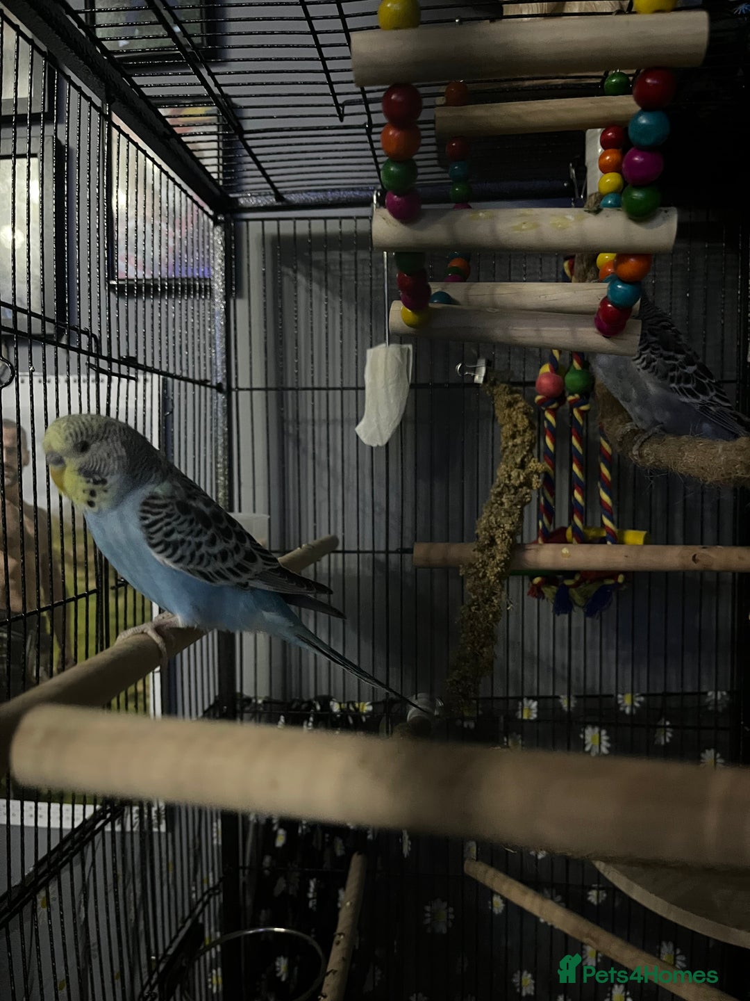 Budgerigars birds for sale: 2 male hand reared budgies with full set up - Image 7