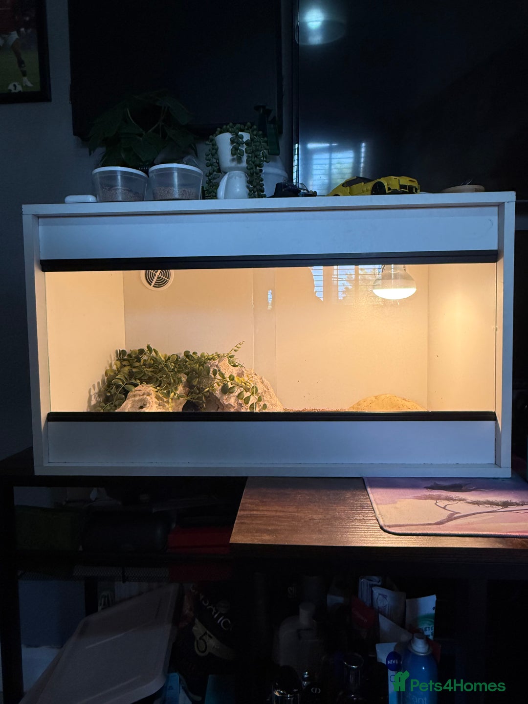Gecko reptiles for sale: Gecko - Image 5