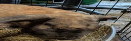 Continental Giant rabbits for sale: Bilbo in Glasgow - Advert 3
