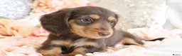 Miniature Dachshund dogs for sale: KC Longhair Miniature Dachshunds - Advert 14
