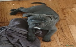 Staffordshire Bull Terrier dogs for sale:  KC Staffordshire Bull terriers - Image 29