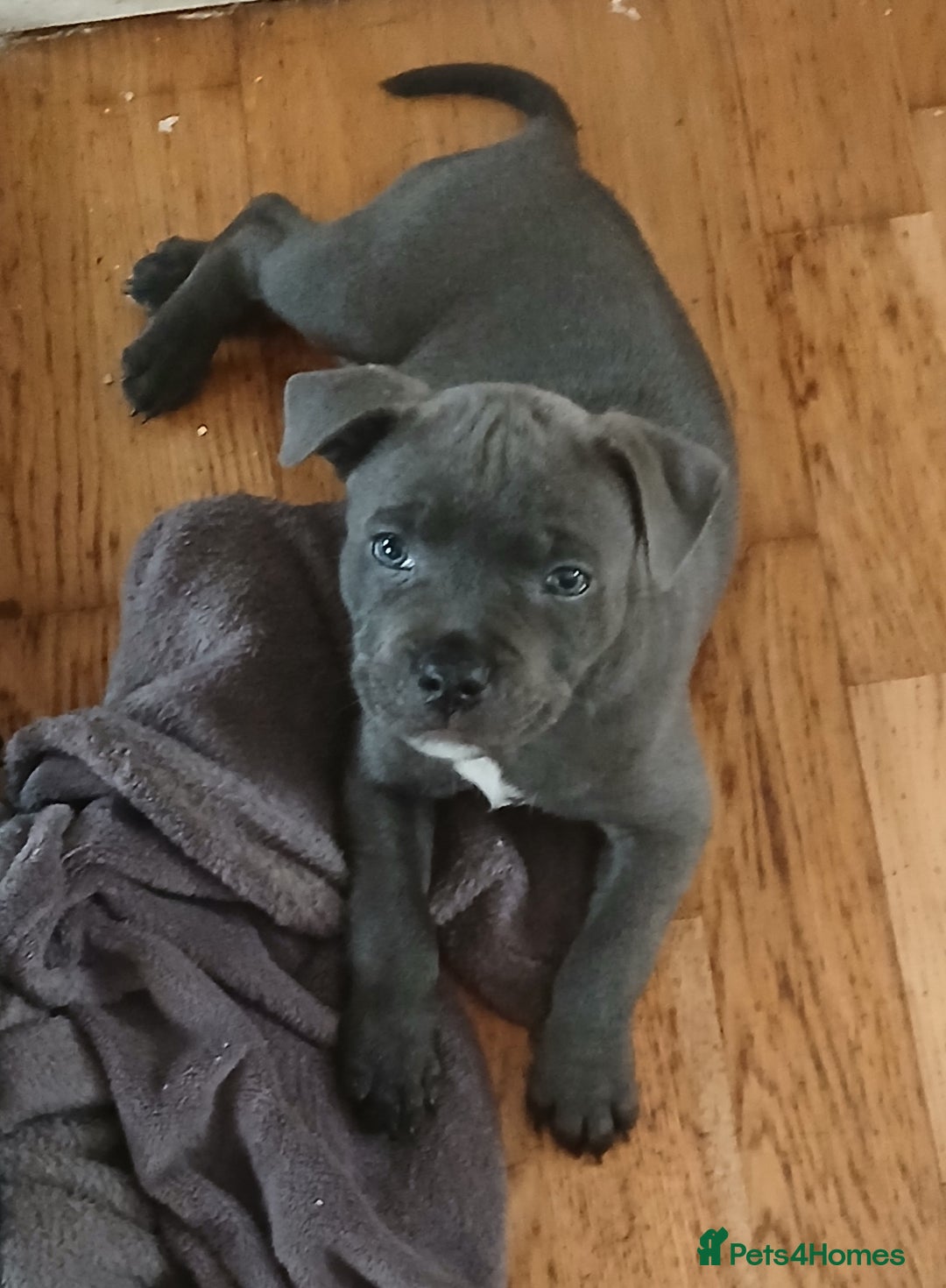 Staffordshire Bull Terrier dogs for sale:  KC Staffordshire Bull terriers - Image 29