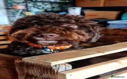 Lagotto Romagnolo dogs for sale: Lagotto Romagnolo - The Best breed ever  - Image 6