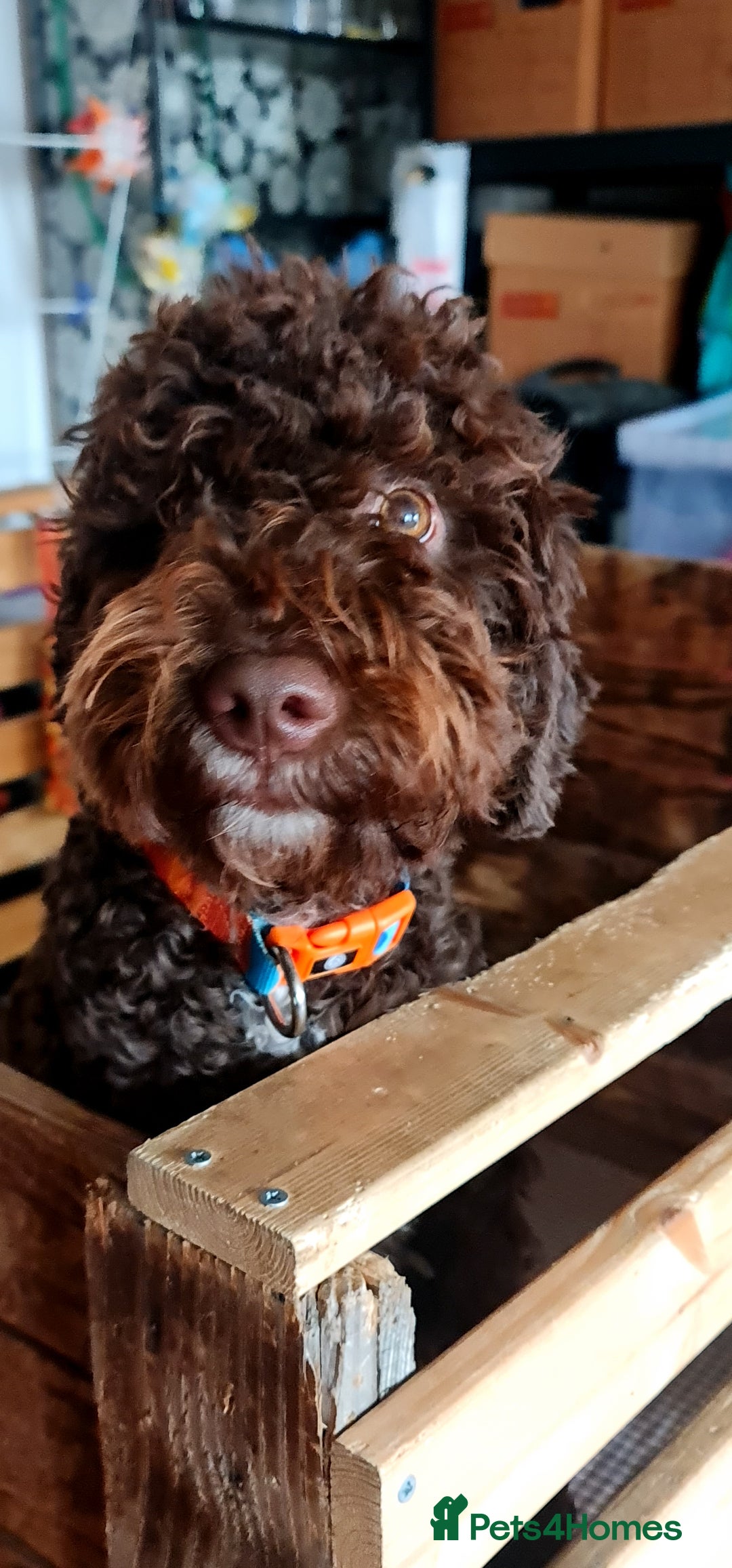 Lagotto Romagnolo dogs for sale: Lagotto Romagnolo - The Best breed ever  - Image 6