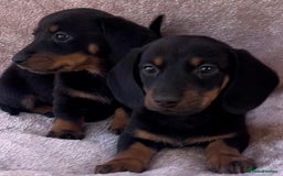 Dachshund dogs for sale: ❤️ Dachshund puppies ❤️ - Image 12