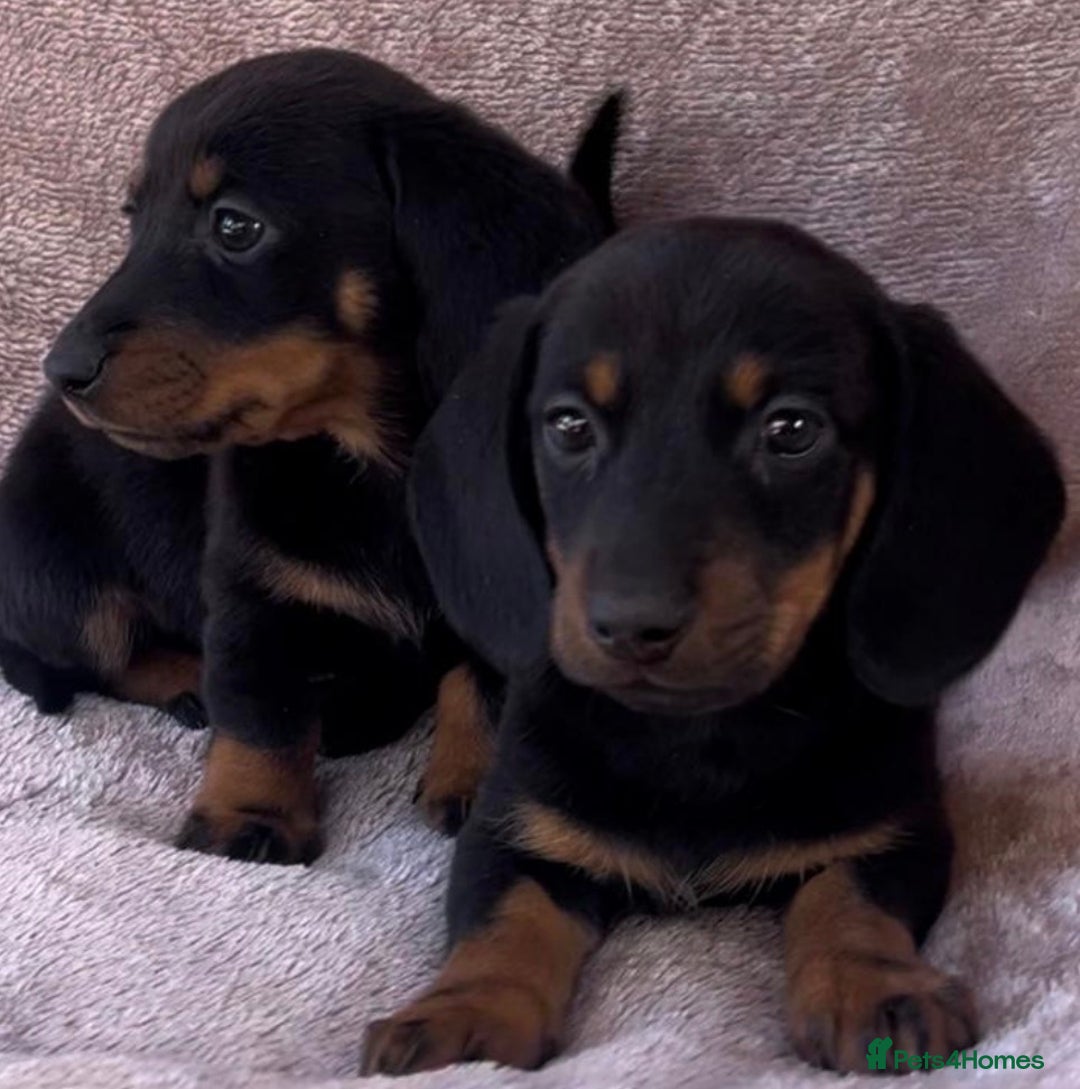 Dachshund dogs for sale: ❤️ Dachshund puppies ❤️ - Image 12