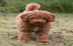 Cavapoochon dogs for sale: Gorgeous F1B Cavapoochon’s Fox Red available now. - Image 7