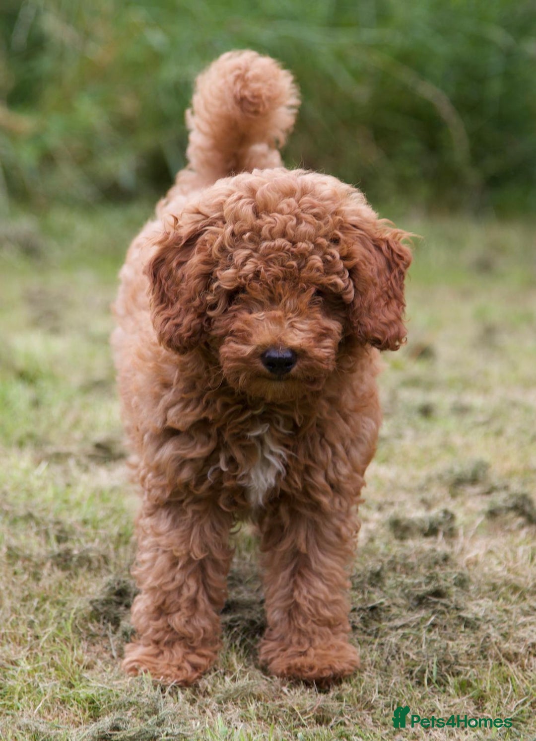 Cavapoochon dogs for sale: Gorgeous F1B Cavapoochon’s Fox Red available now. - Image 7