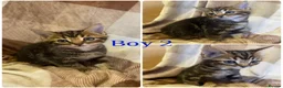 Mixed Breed cats for sale: Gorgeous kittens for sale  - Advert 4