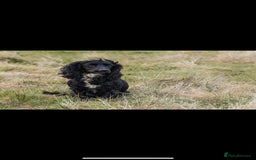 Cocker Spaniel dogs for sale: Working Cocker spaniel puppies  - Image 9