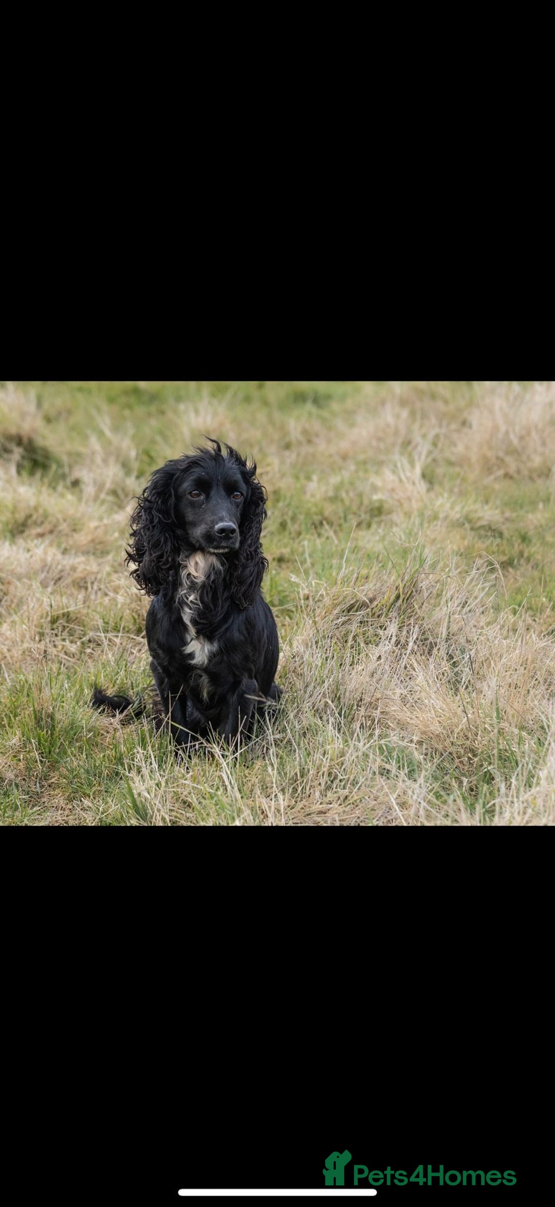 Cocker Spaniel dogs for sale: Working Cocker spaniel puppies  - Image 9