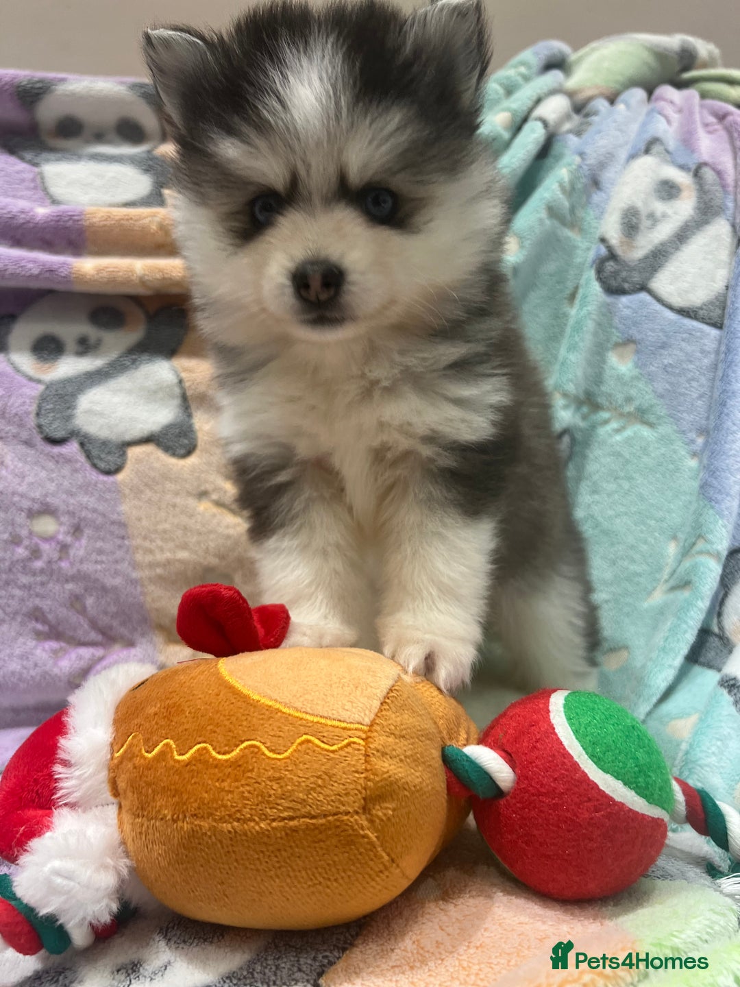 Pomsky dogs for sale: F4 Toy Pomsky Puppies - Advert 15