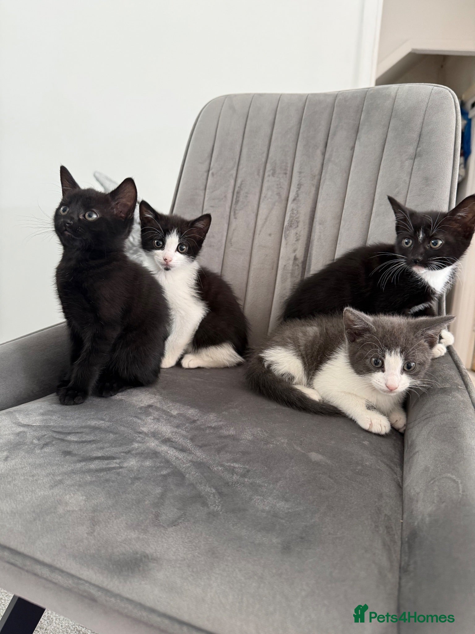 Mixed Breed cats Ready for their forever home 🥰⭐️ - Advert 16