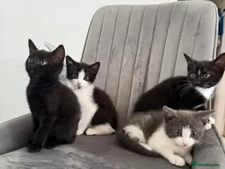 Mixed Breed cats Ready for their forever homes today! 🥰⭐️ - Advert 1