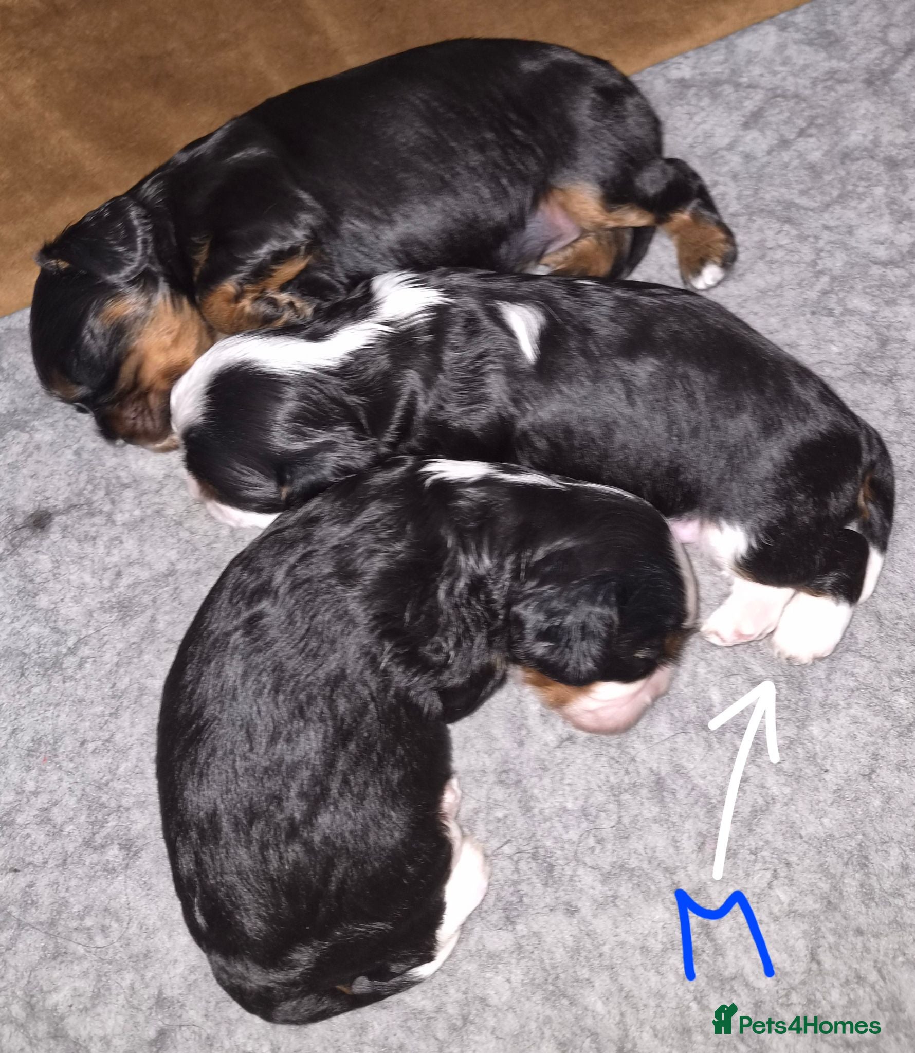 Cavalier King Charles Spaniel dogs 3 fantasic Pedigree CKCS  - Advert 1