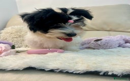 Biewer Terrier dogs for sale: 🩶🩷Biewer-Biro Champion heritage pups! 🐶❤️ - Image 39