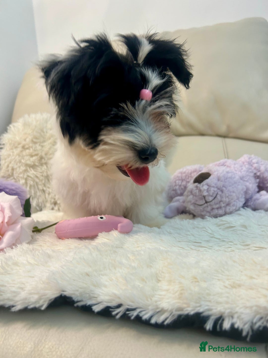 Biewer Terrier dogs for sale: 🩶🩷Biewer-Biro Champion heritage pups! 🐶❤️ - Image 39