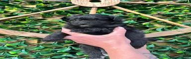Pomapoo 3