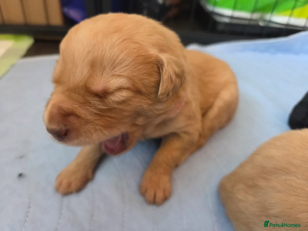 Labradoodle dogs for sale: Labrodoodle Puppies - Advert 29