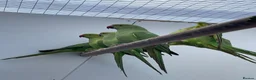 Ringnecks birds for sale: Indian Ringneck - Advert 5