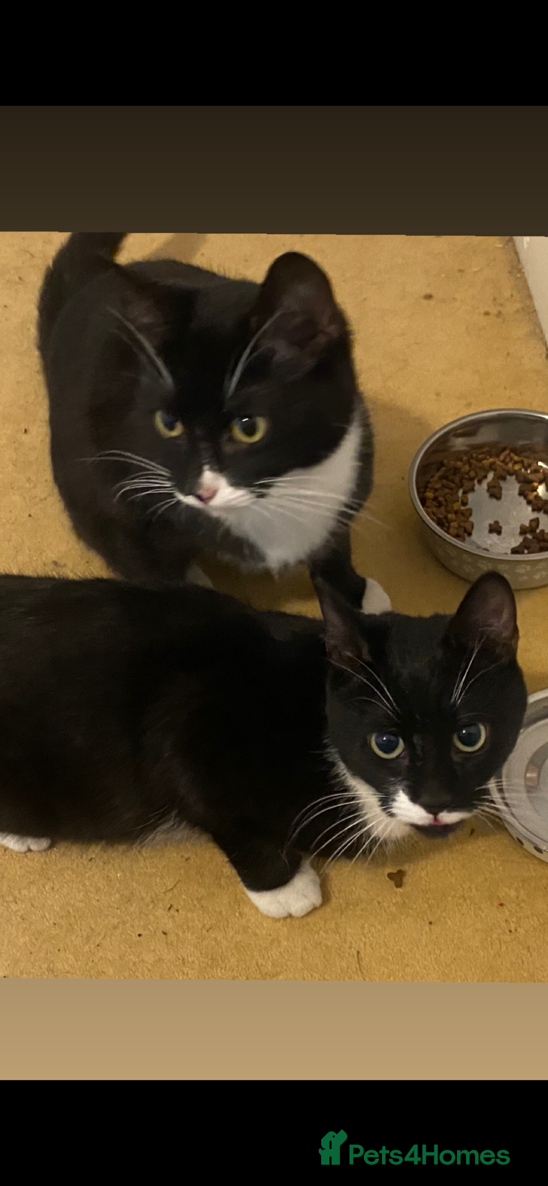 Mixed Breed cats for sale: 2 Male Cats for a new home!  - Advert 7