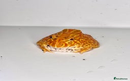 Frog reptiles for sale: Cute Strawberry Pac-Man frog  - Image 9