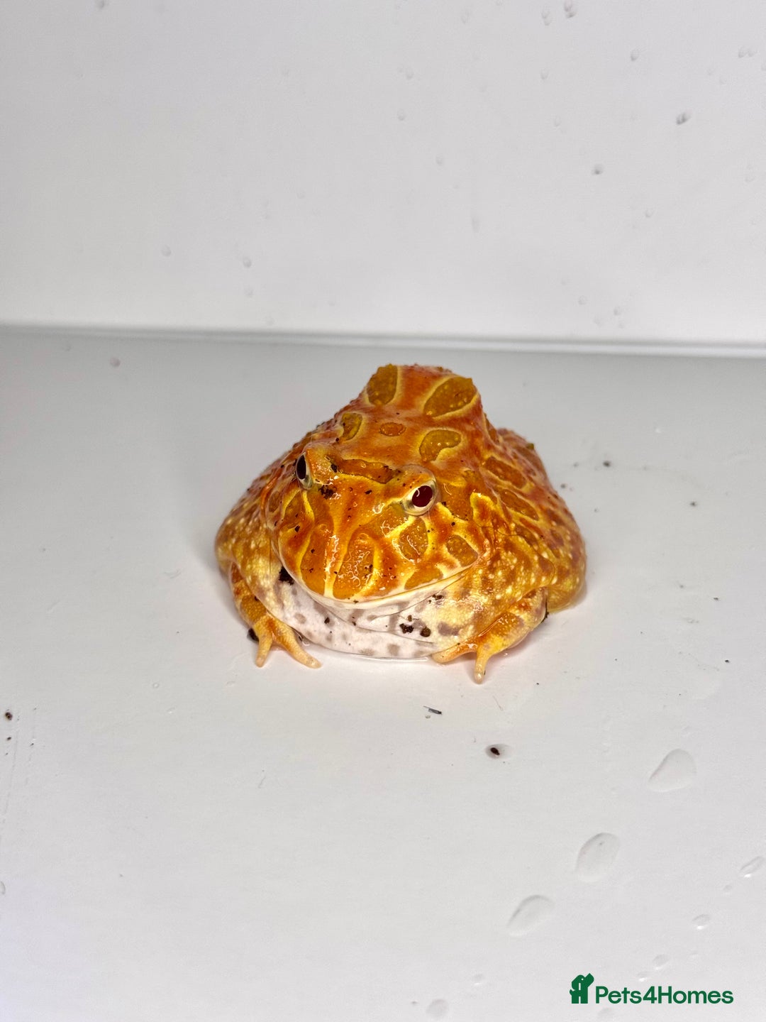 Frog reptiles for sale: Cute Strawberry Pac-Man frog  - Image 9