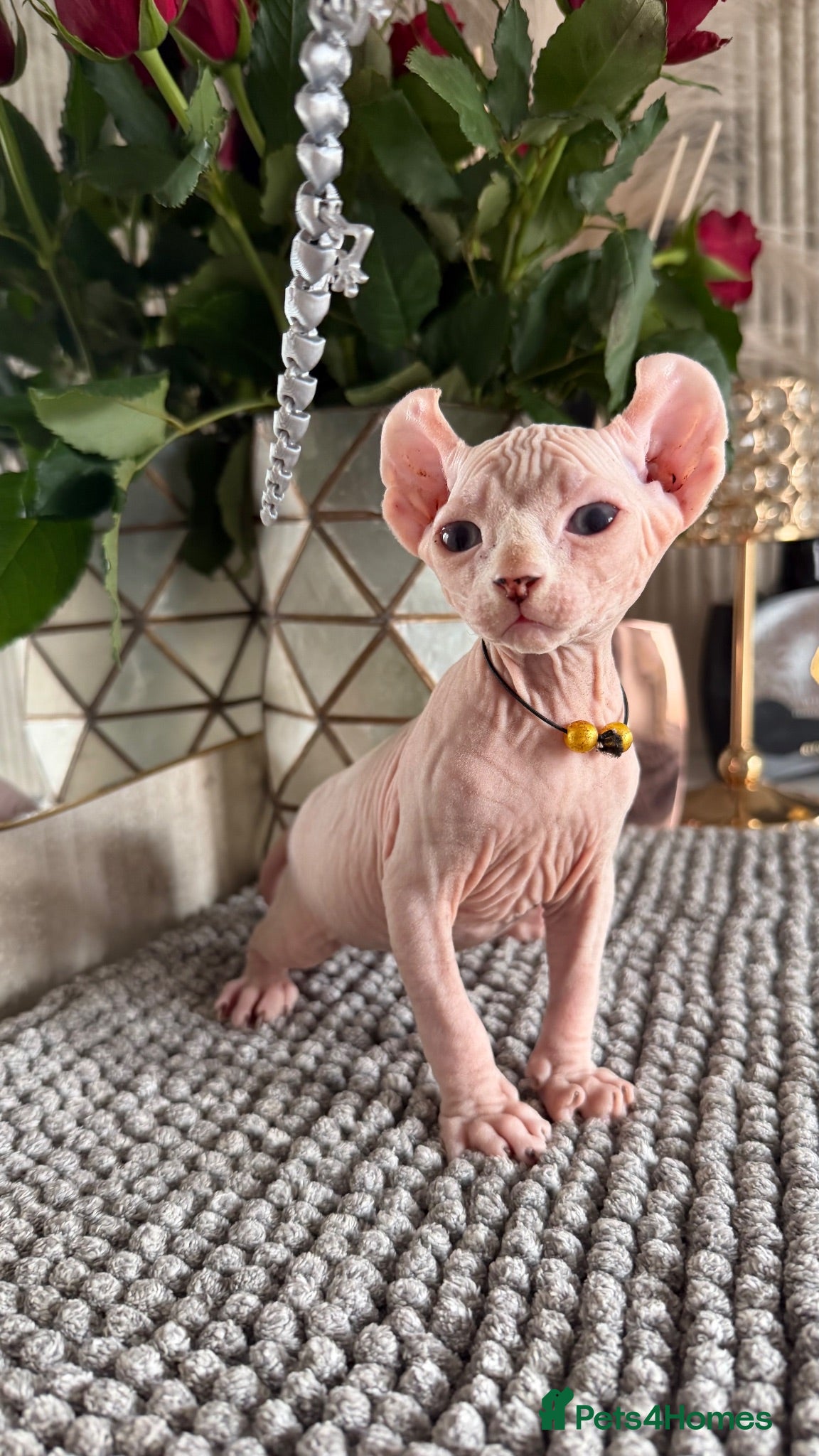 Sphynx cats Two Handsome boys will be ready in two Weeks ! 🦋 - Advert 2