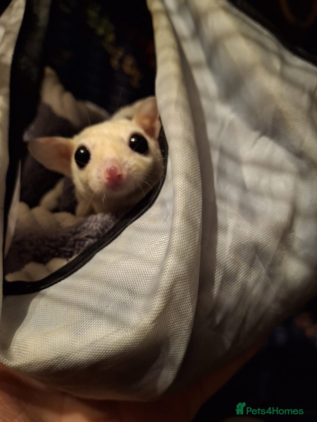 Sugar Glider rodents for sale: Pair of Leucistic Sugar Gliders - Advert 4