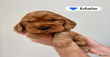 Cocker Spaniel dogs - Advert 6