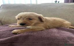 Labradoodle dogs for sale: Irresistible Labradoodle puppies  - Image 9