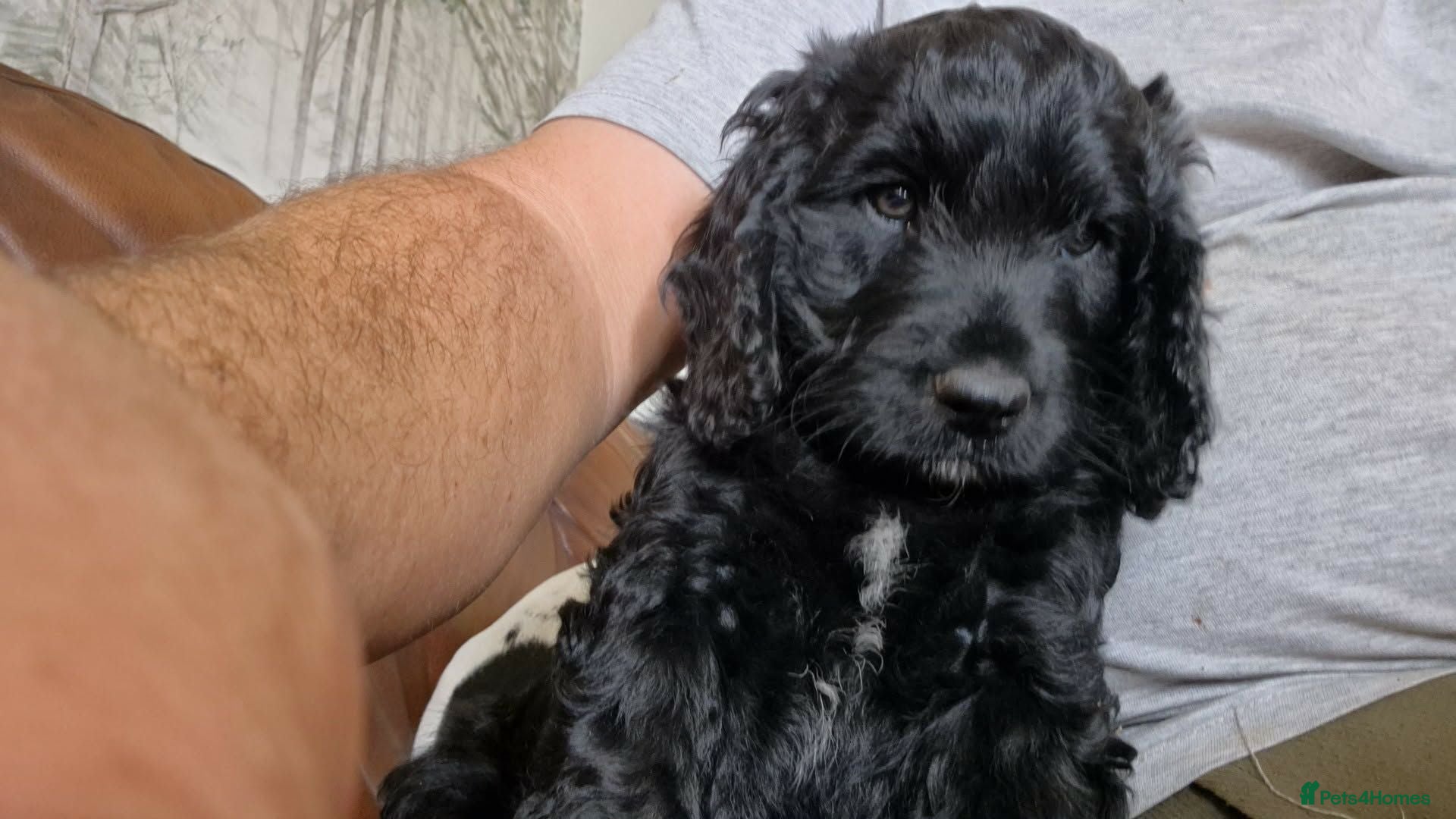 Cockapoo dogs Cockapoo puppie Health tested - Advert 1