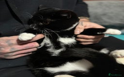 Mixed Breed cats for sale: For free 3 females kittens  - Advert 6