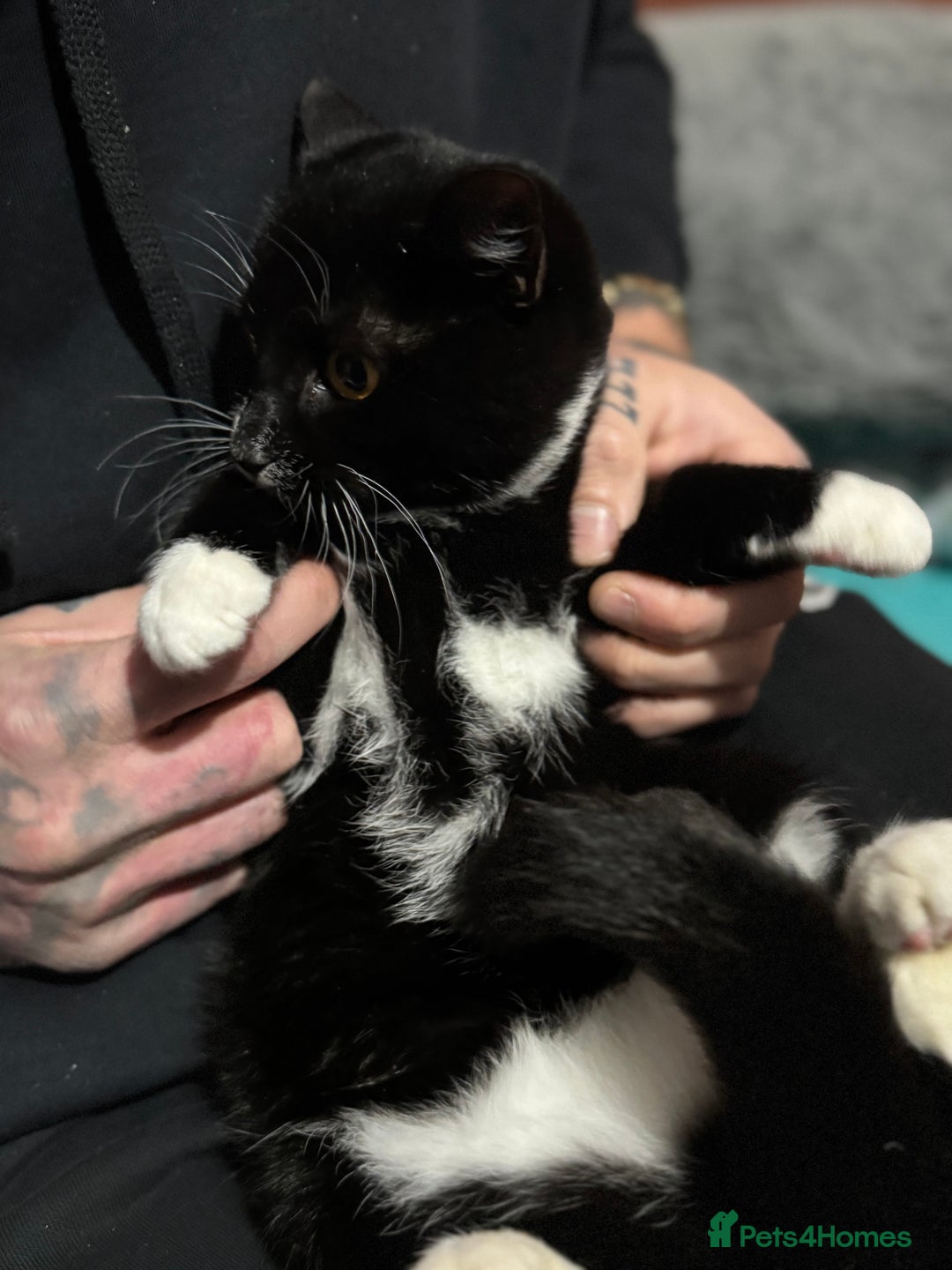 Mixed Breed cats for sale: For free 3 females kittens  - Advert 6