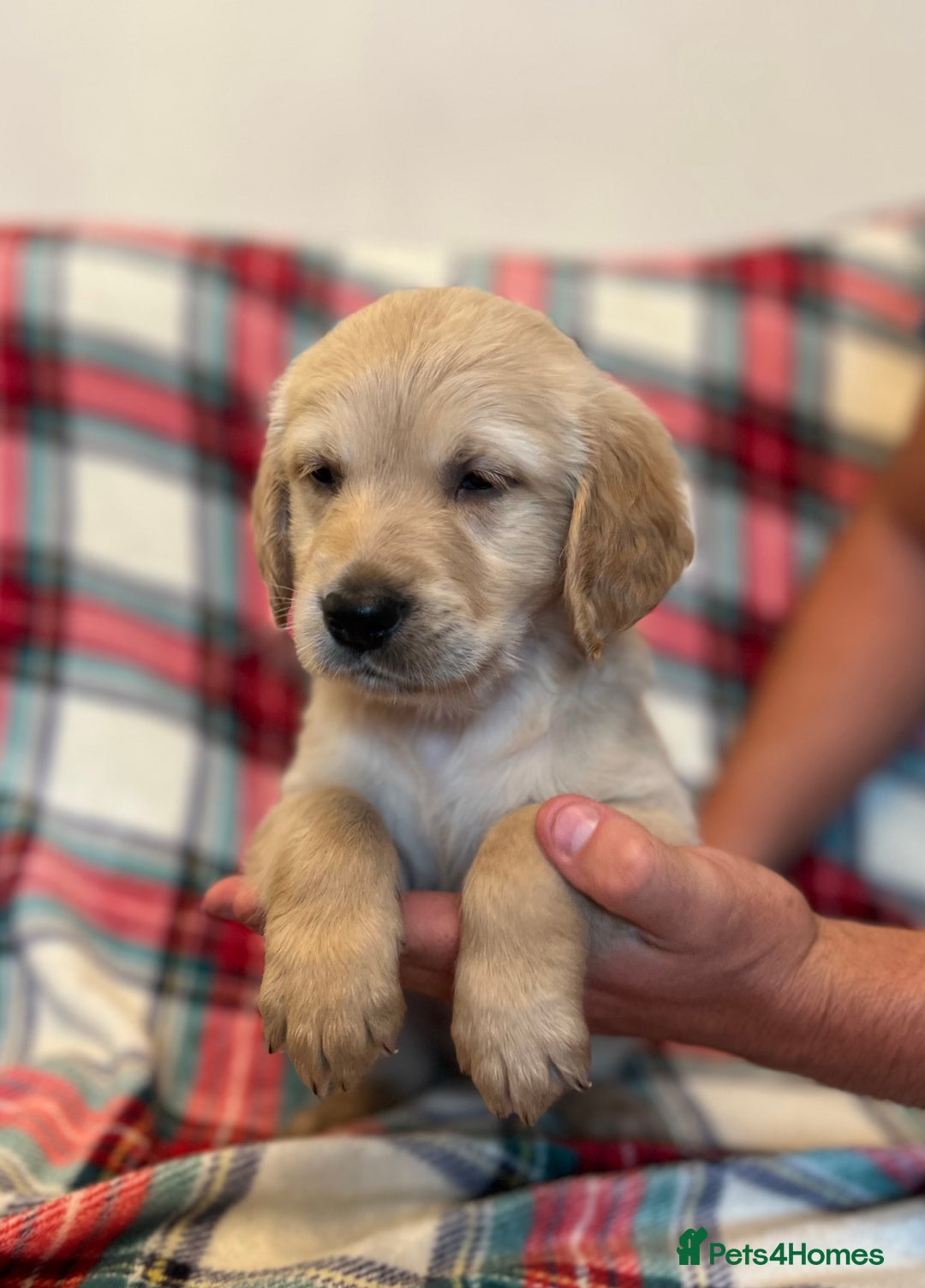 Golden Retriever dogs for sale: KC Registered Golden Retrievers  - Image 24
