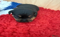 Jack Russell dogs for sale: Jack Russell Puppies 4 boys 1 girl available - Image 5