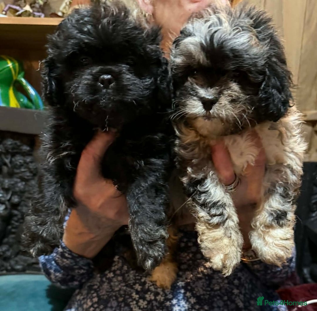 Mixed Breed dogs for sale: Peekapoo puppies, mum pekingese and dad a poodle. - Advert 2