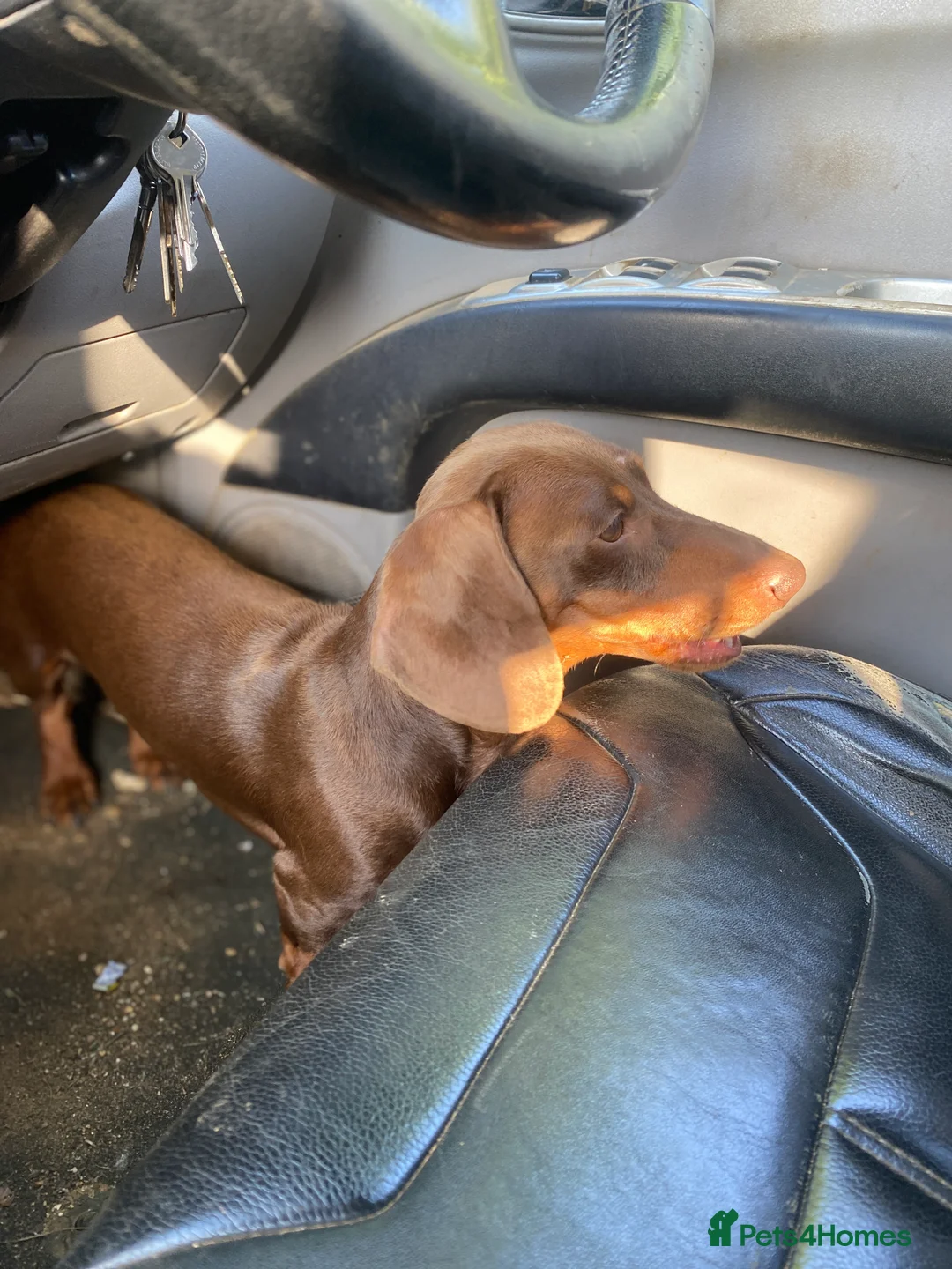 Miniature Dachshund dogs for stud: Kc, pra clear Miniature smooth dachshund. in King's Lynn - Advert 7