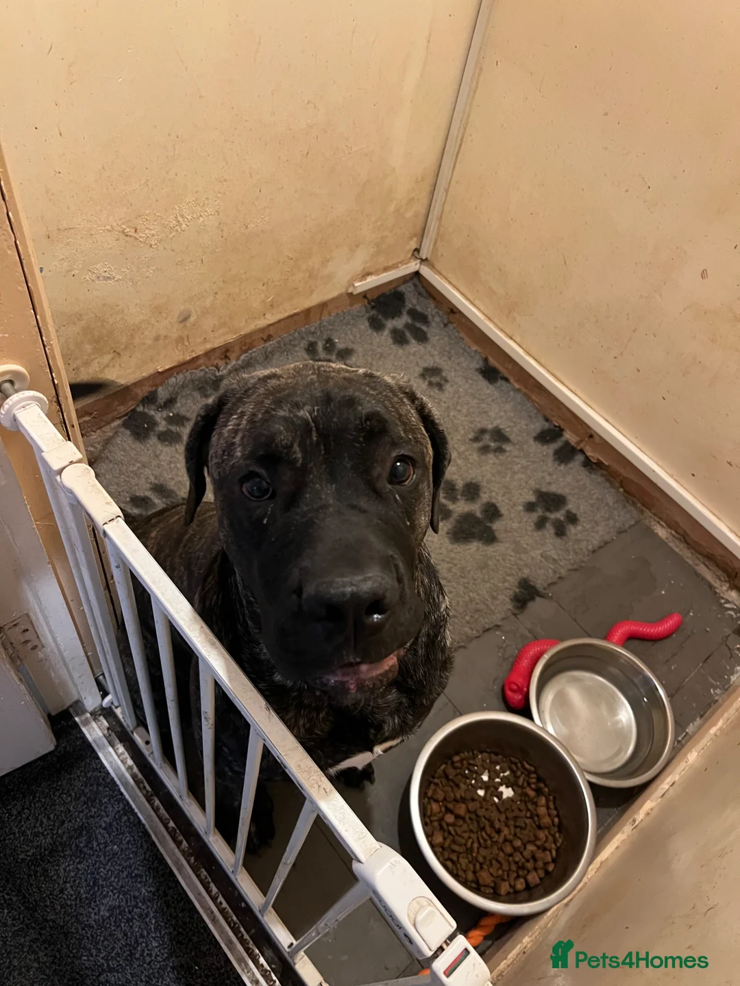 Mixed Breed dogs for sale: Cane Corso x presa  in Rotherham - Advert 1